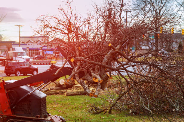 Best Fruit Tree Pruning  in Brinckerhoff, NY